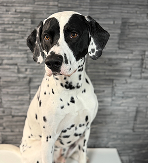 Pino